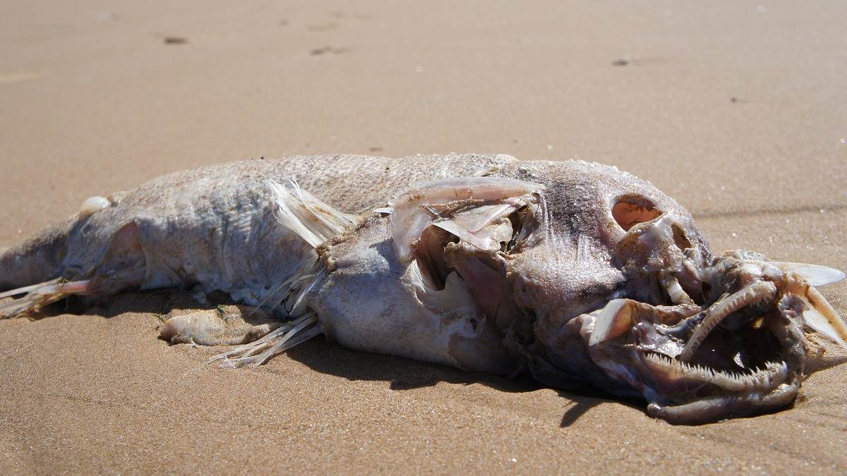 Razón de la extraña oleada de peces muertos en Sinaloa